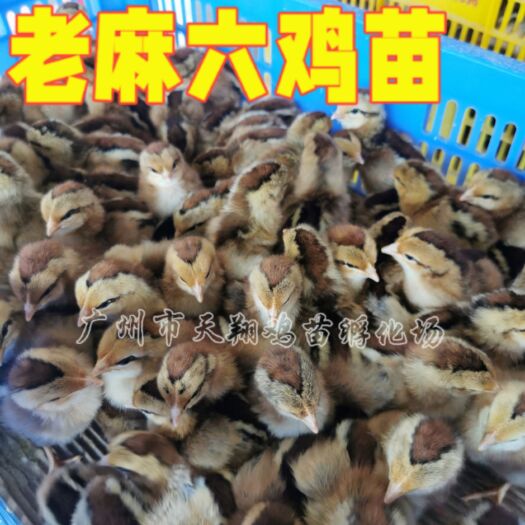 老麻六鸡苗 麻七鸡苗 快大 麻鸡苗