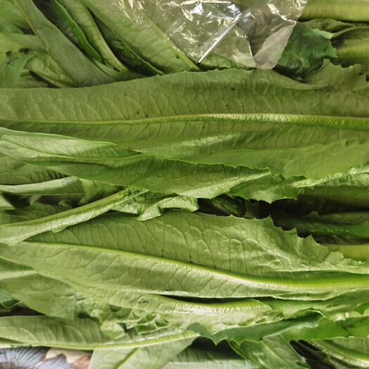 昆明油麦菜