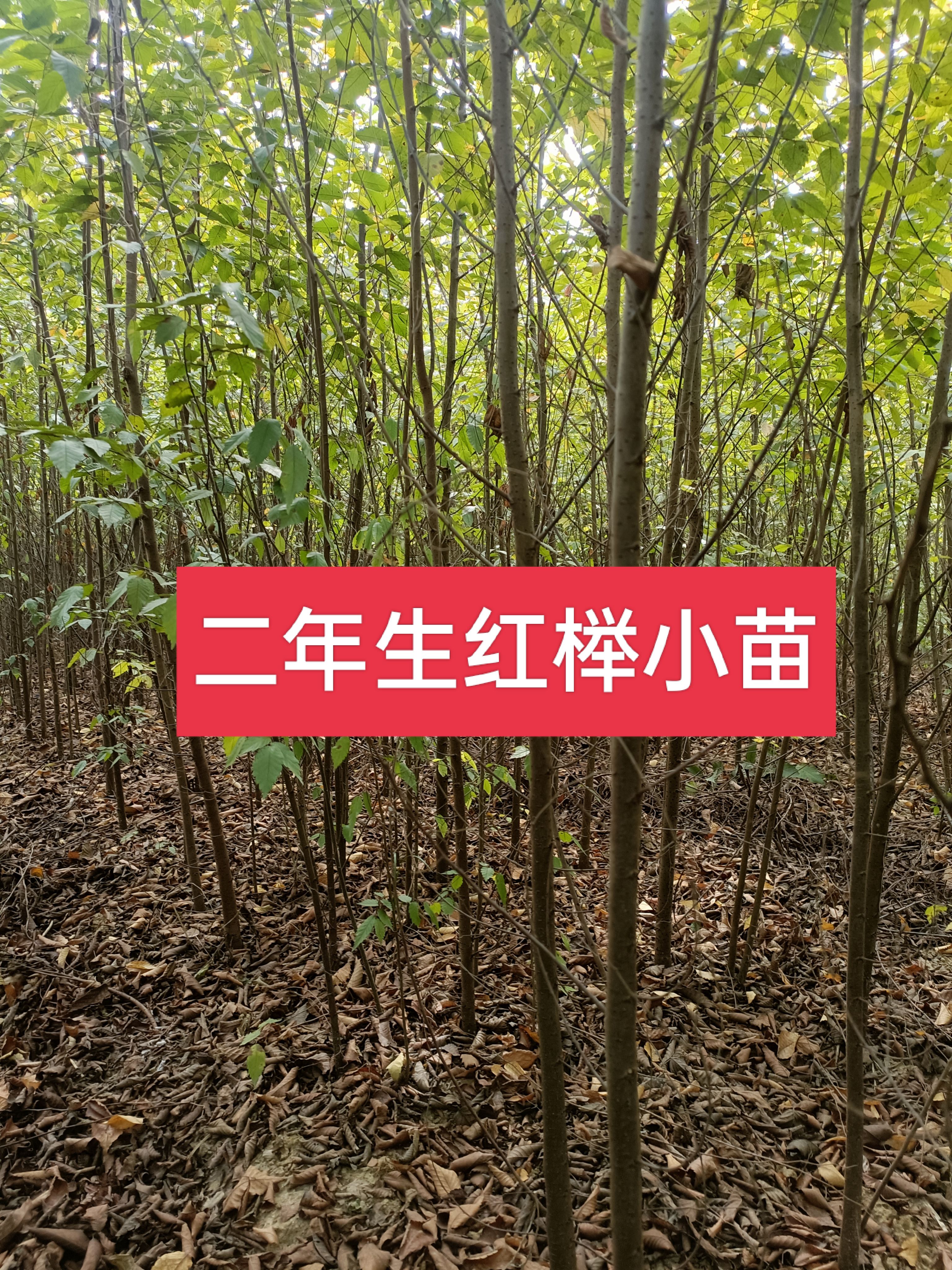 2磬С磬