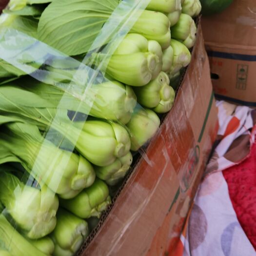邯郸上海青，小油菜，颜色绿，颗粒均匀