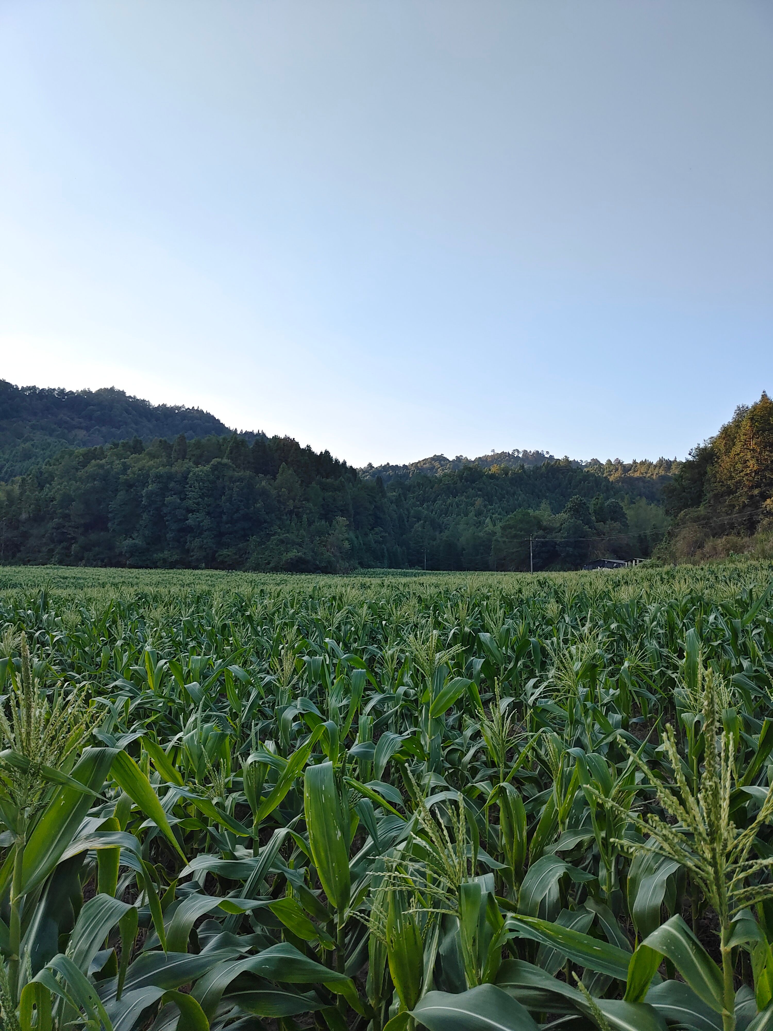 高山甜玉米泰阳花六号上市了，量大优惠，口感好。需要的老板下单