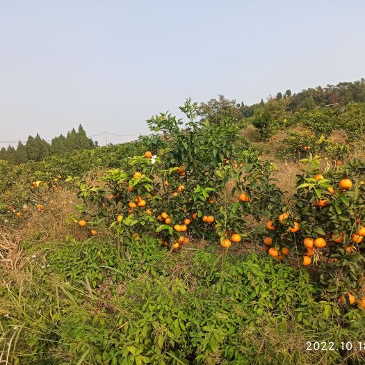 成都爱媛38号