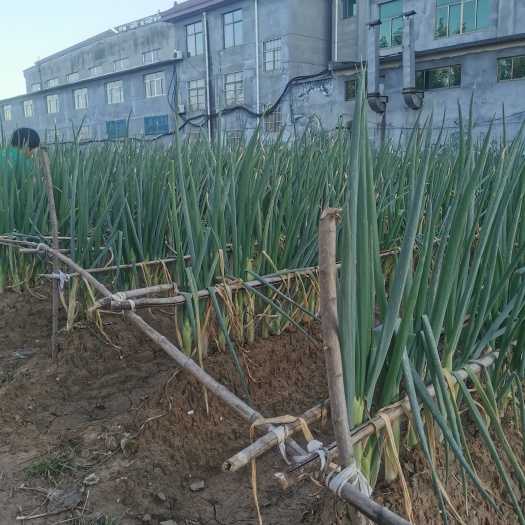 淄博自家种植山东大葱