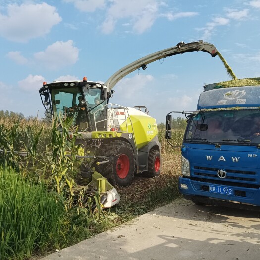阜南县玉米全株青贮