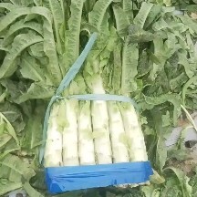 大理市红叶香莴笋，场地发货，货源稳定，大量供应中