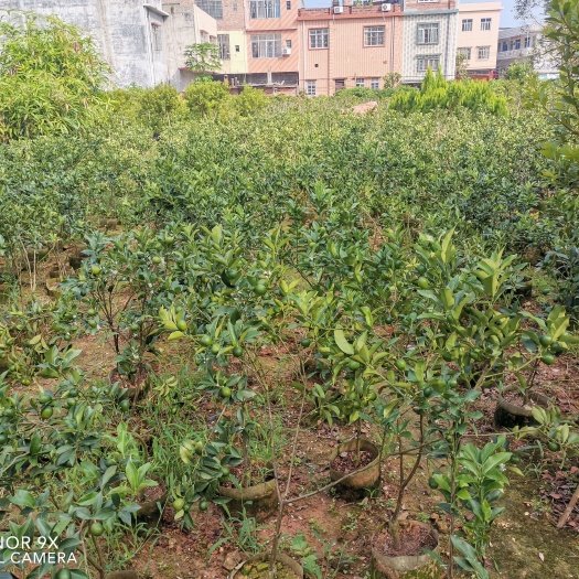 灵山县脆皮金桔
