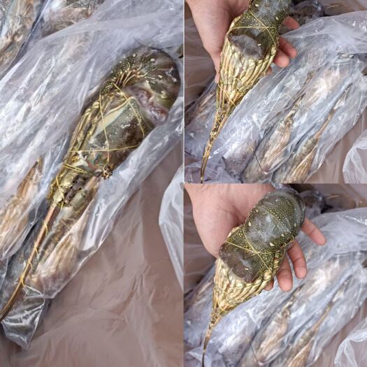 上海精品小青龙，品质保证，量大从优