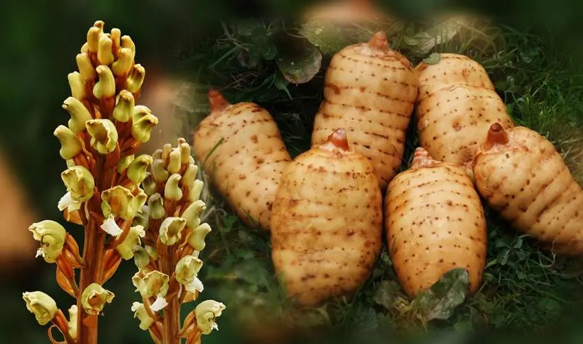 云彝特產(chǎn)天麻片
