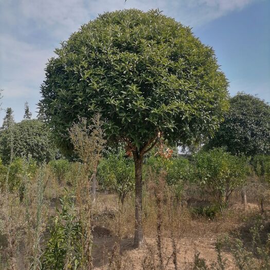 高杆桂花，中国桂花，桂林桂花，四川桂花