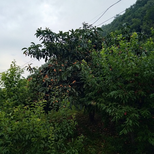 射洪市枇杷