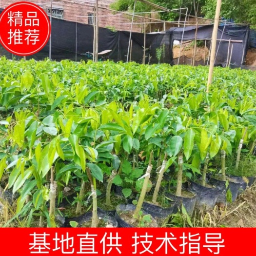 化州市沉香苗 奇楠沉香树苗  莞香树种苗  金沙叶品种