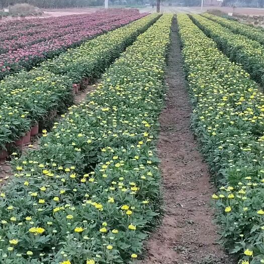 开封开封菊花