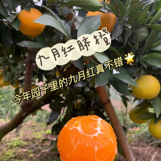 秭归县【九月红果冻橙】精品果园，欢迎广大客商致电咨询实地考察