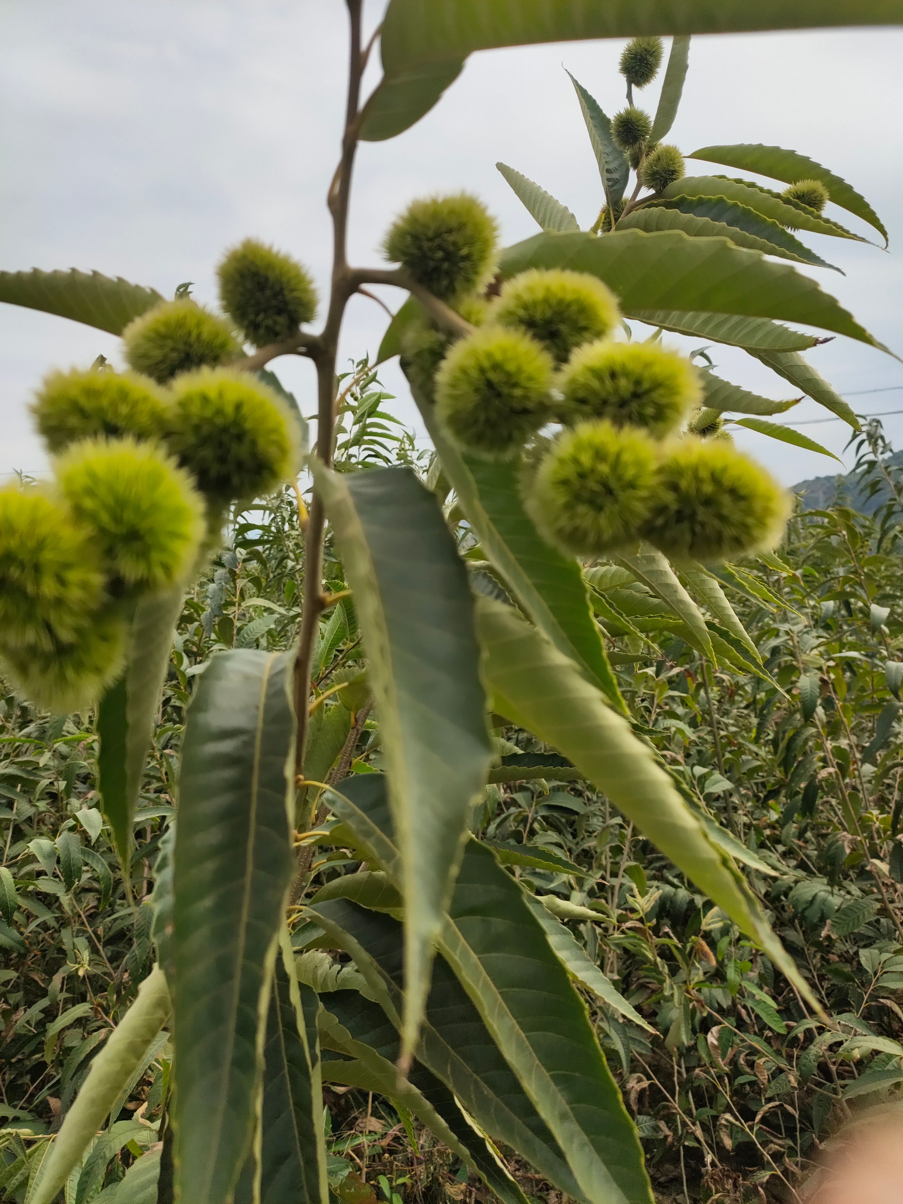 建瓯锥栗苗：处暑红、乌壳油栗、乌壳长芒栗，长芒仔，白露仔等