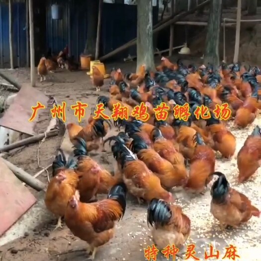 广州特种灵山麻公苗 红毛大冠养阉鸡和公鸡
