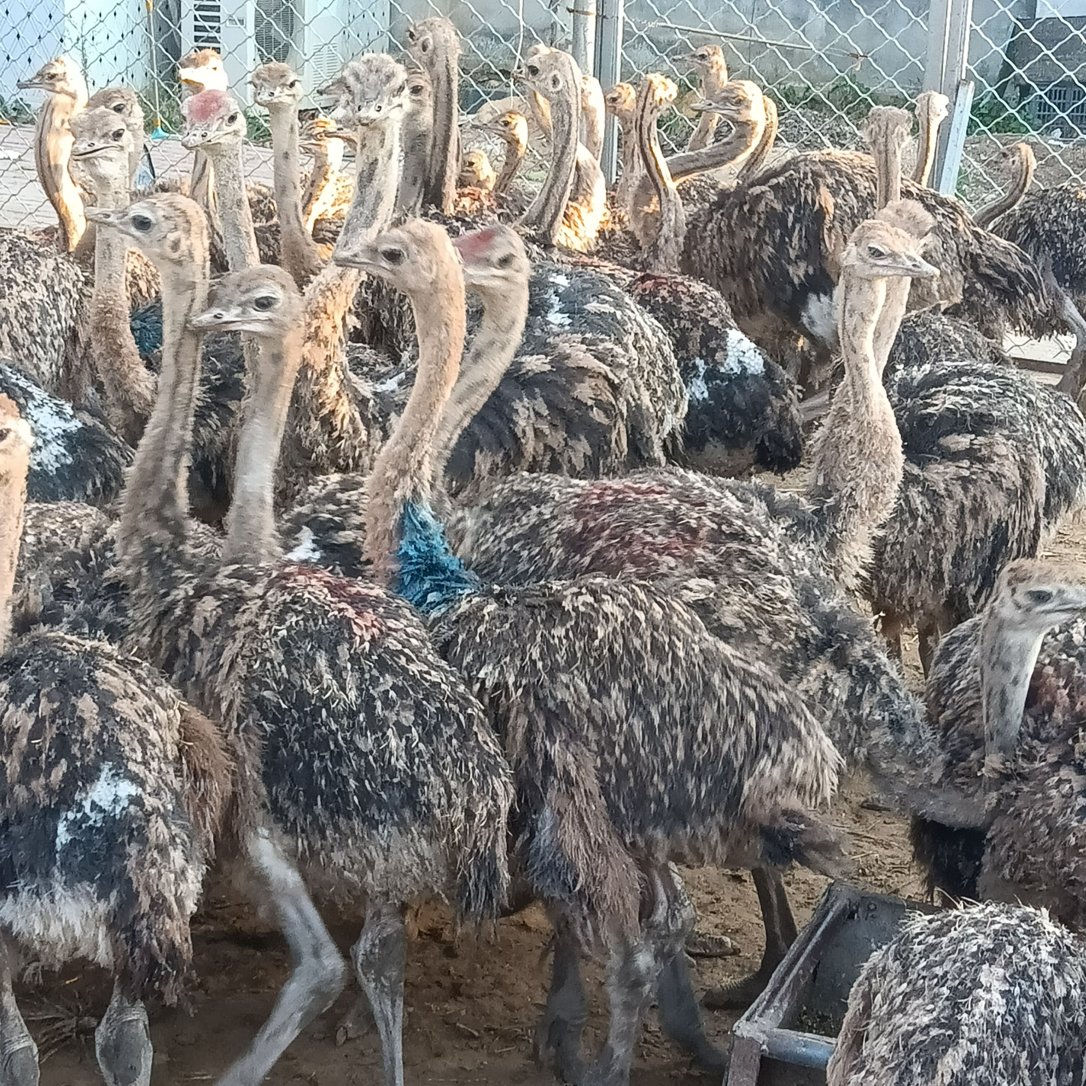 嘉祥县3个多月的非洲鸵鸟一组包邮加强疫苗做完。
