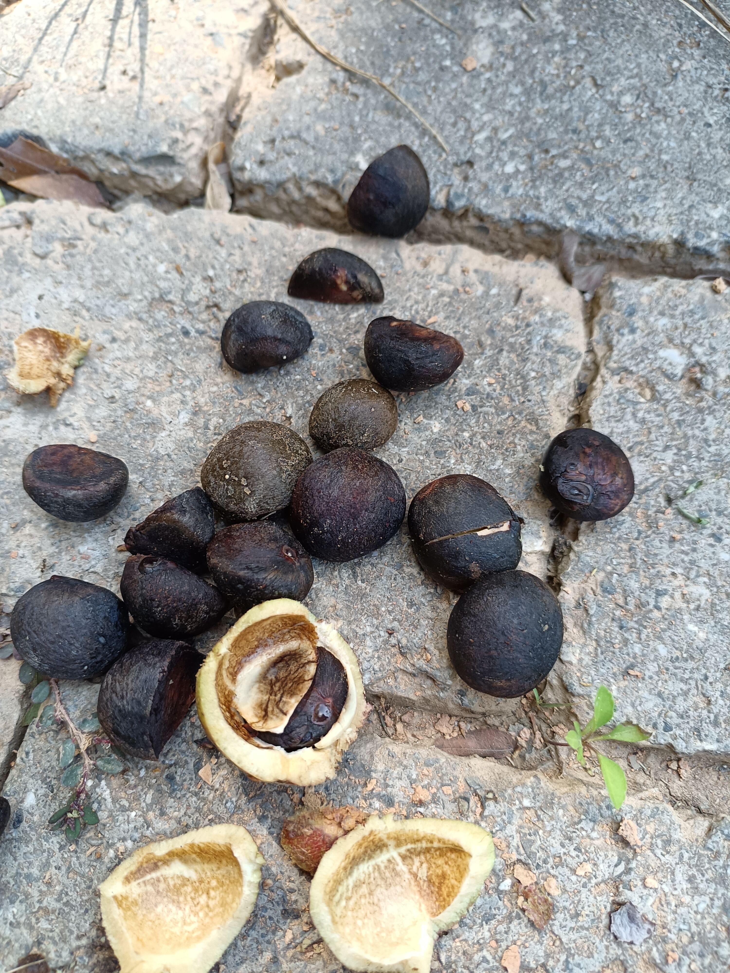 今年野生茶果大量市