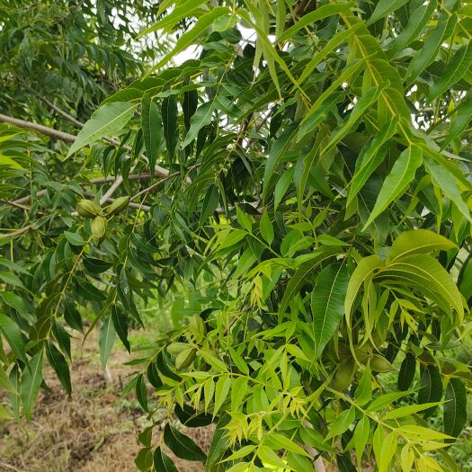 碧根果树苗销售