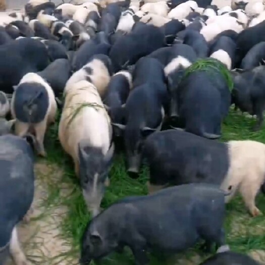 龙川县农场长期出售巴马香猪商品肉猪