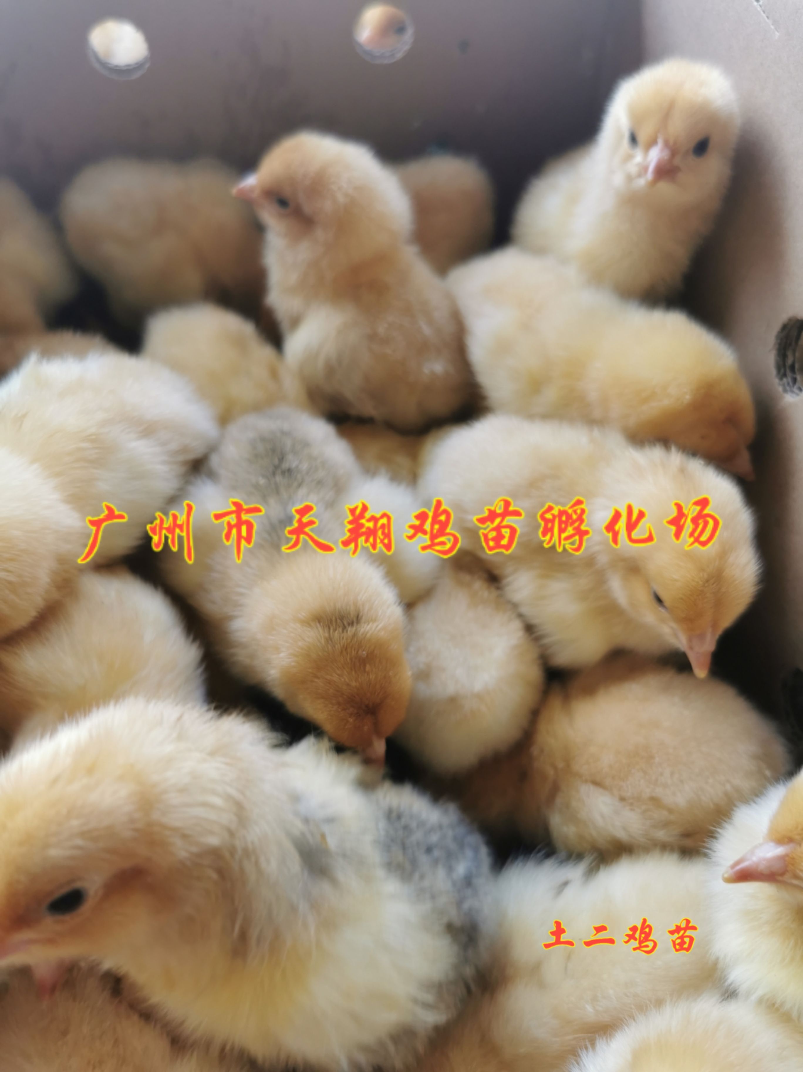 小土二母鸡苗 大土二母鸡苗 三黄土鸡苗