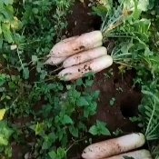 尋甸縣白蘿卜云南尋甸高原山區(qū)