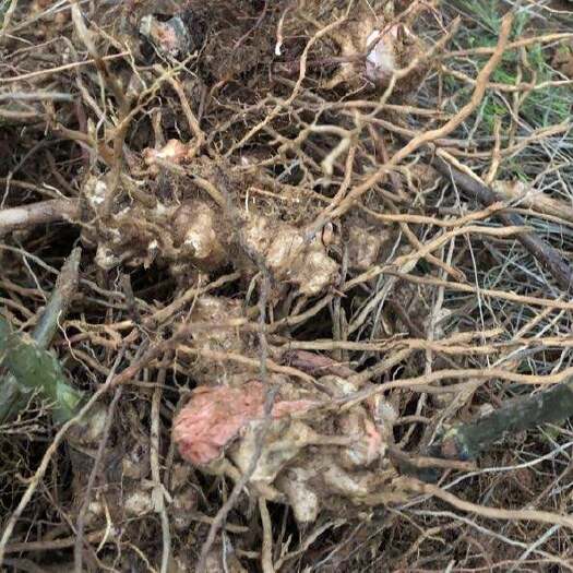三明鲜菝葜，现要，现挖，纯