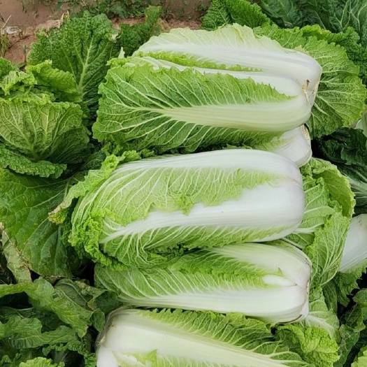 凌海市黄心白菜