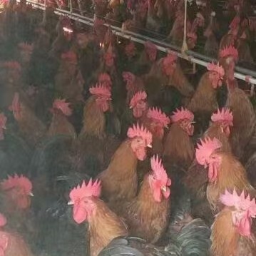 周口红瑶鸡 红瑶公鸡 活鸡批发 商品鸡批发 草鸡肉鸡老母鸡