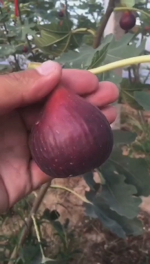 福源苗木
