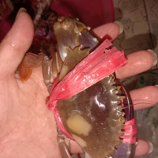 石头蟹.四点蟹.海蟹.接电商代发.
快递近的地方可以叫顺风车