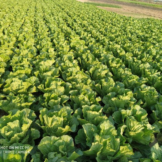 谷城县大白菜，质优价廉，商品性好