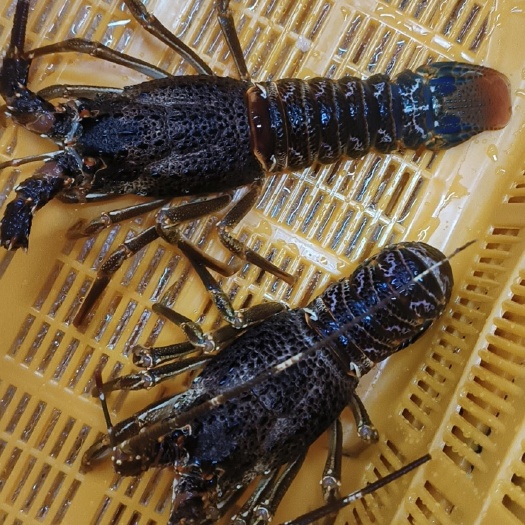 广州南非龙