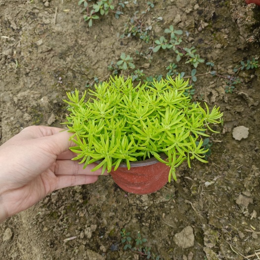 常州佛甲草，黄金条。金叶佛甲草