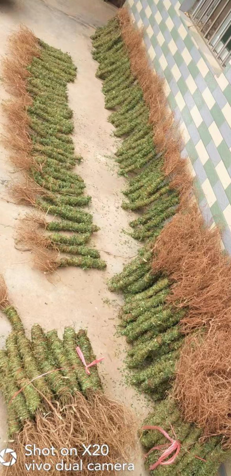 甘甜小叶鸡骨草