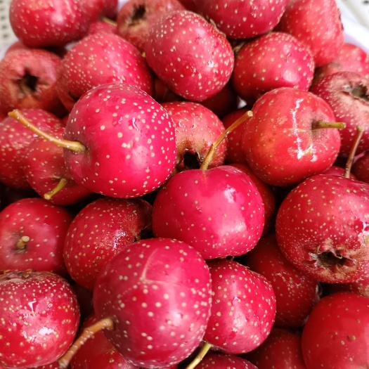 靈川縣山楂  甜紅子山楂可當(dāng)水果食用的甜口山楂