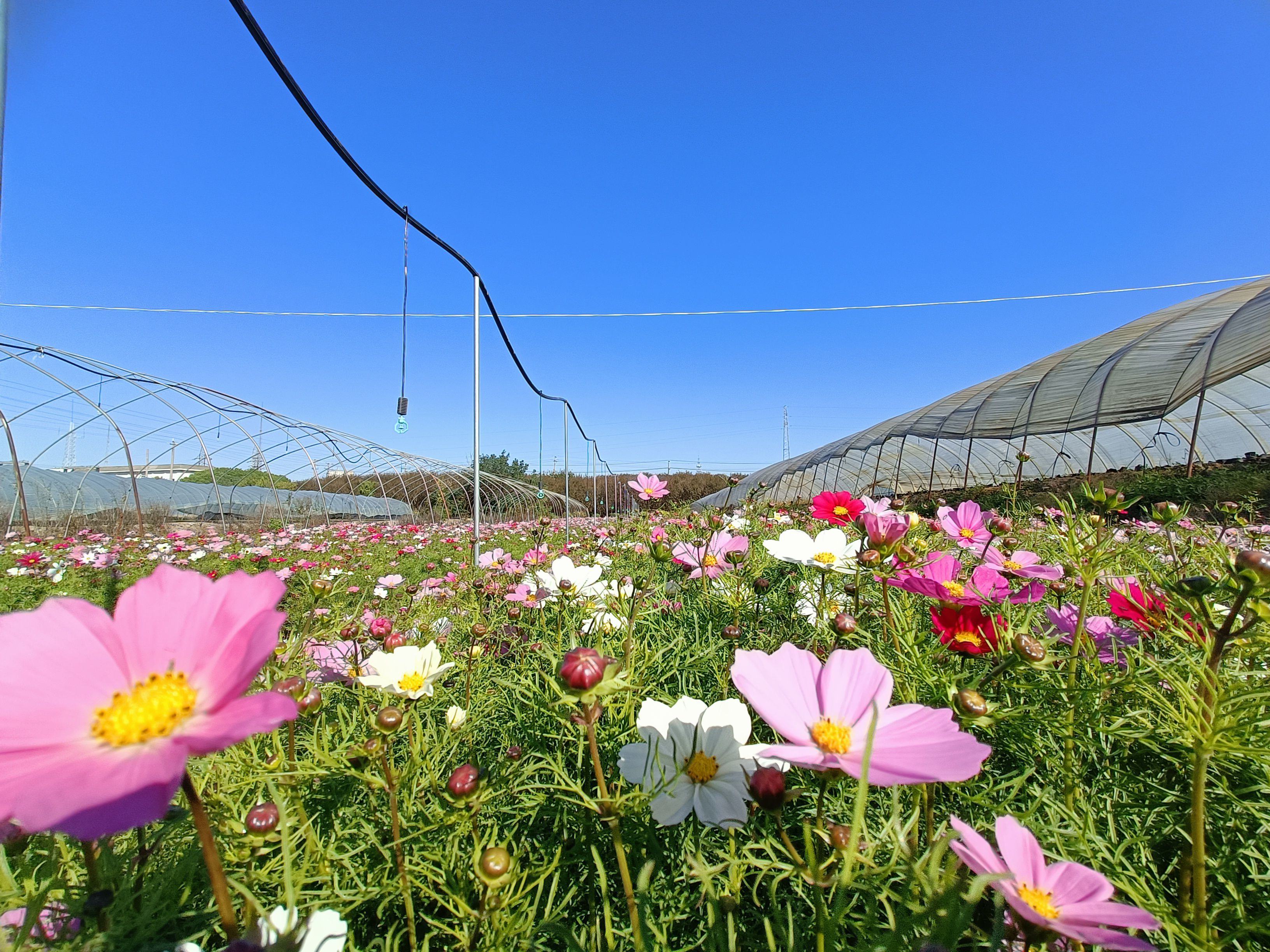 波斯菊。格桑花