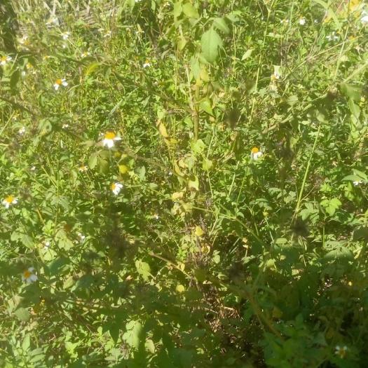 钦州鬼针草