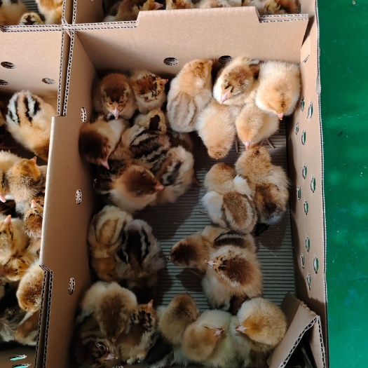 昆明花鸡