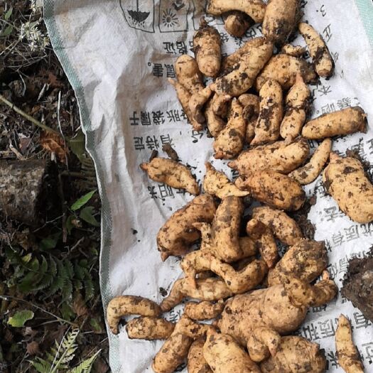 巫山2018年利用乌杆天麻培植花粉，通过人工培植元，今年采收