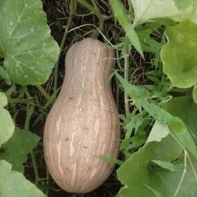 保定南瓜