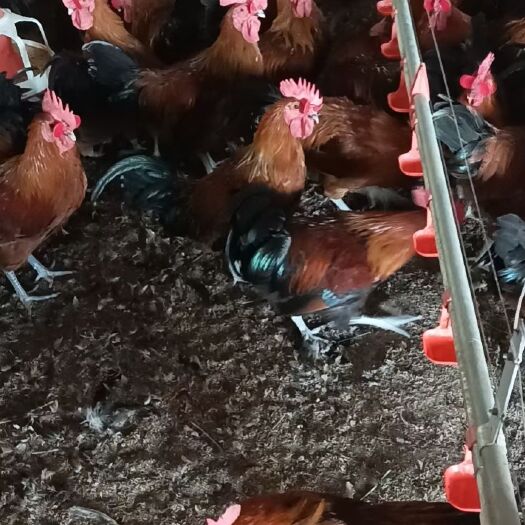 周口草鸡 草公鸡 土鸡 商品鸡批发 活鸡批发 老鸡淘汰鸡 土公鸡
