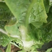 大理市红叶香莴笋，货源稳定，大量供应