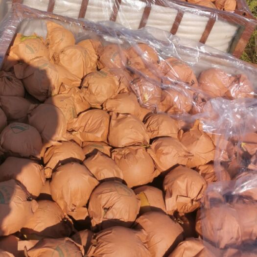 莱西市莱西莱阳秋月梨精品果可按需做货可一件代发