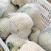 邯郸菜花