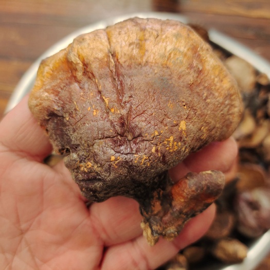 昆明云南赤灵芝