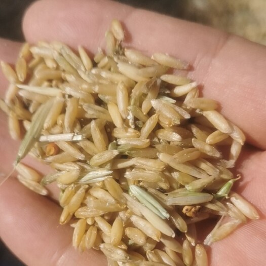 太原莜麦，不上化肥。10多吨