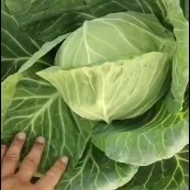 邯郸甘蓝