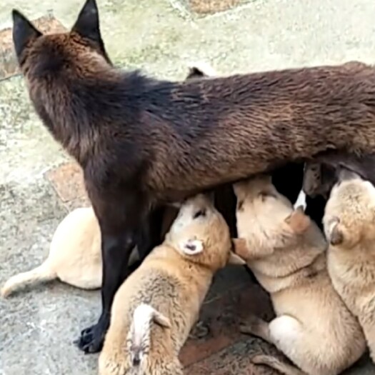 清远原生土狗