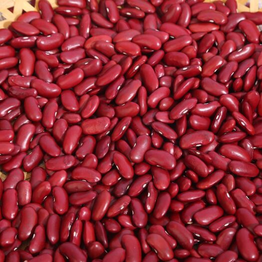 临沂红芸豆 英国红 食品红芸豆 厂家现货批发