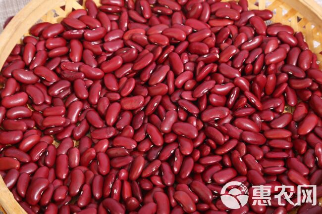 红芸豆 英国红 食品红芸豆 红腰豆 厂家现货批发